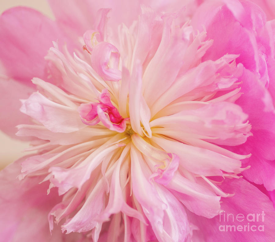 Mothers Day Peony Photograph by Nick Boren