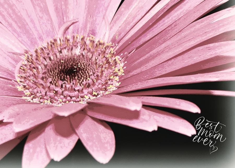 Mothers Day Pink Daisy Photograph by Dark Whimsy