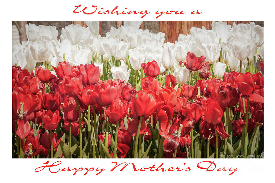 Mothers Day Red and White Tulips Photograph by Elaine Teague