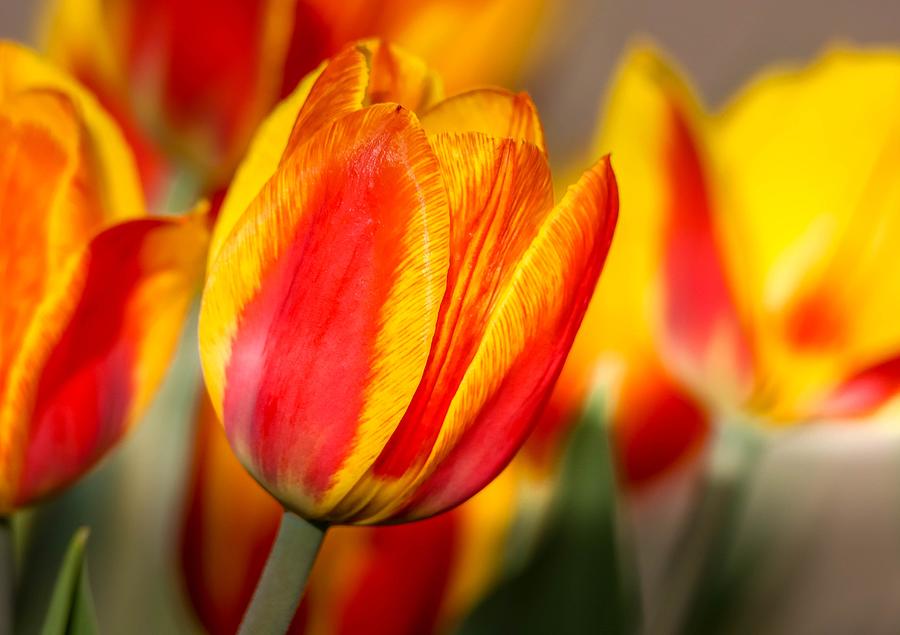 Mothers Day Tulips Photograph by Susan Rydberg