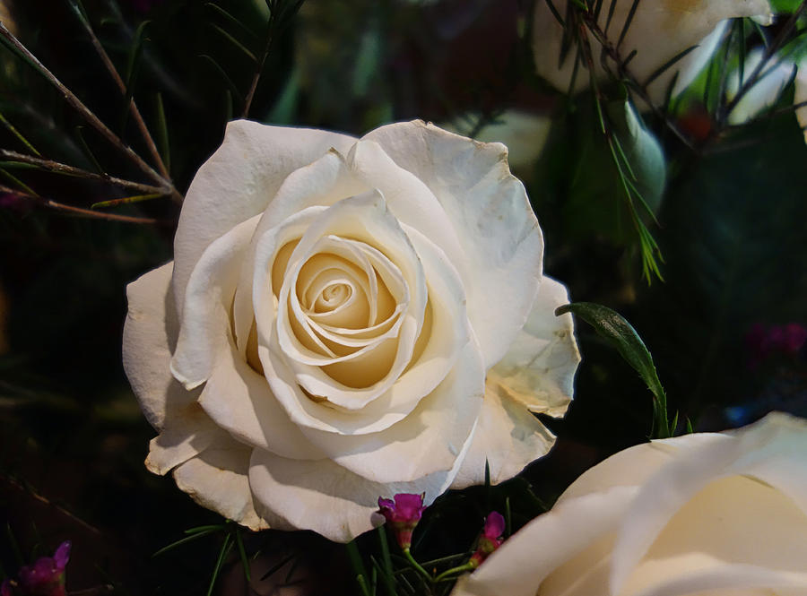 Mothers Day White Rose Photograph by Russel Considine