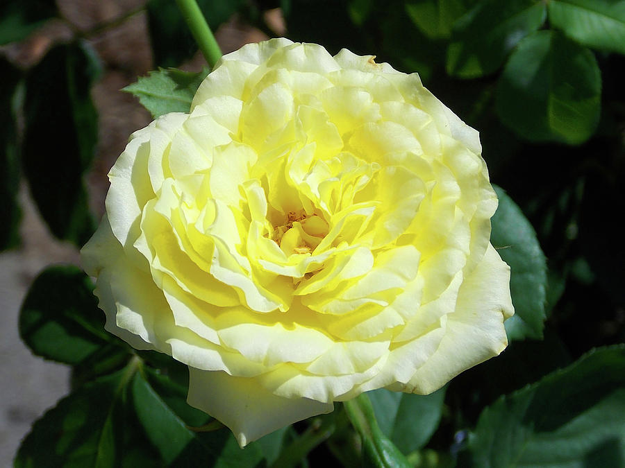 Mothers Day Yellow Rose Photograph by Matthew Seufer