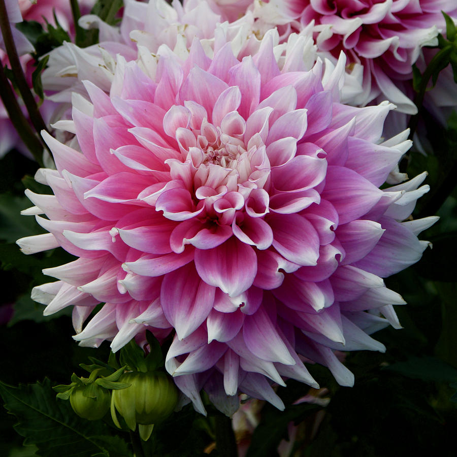 Mothers Love Dahlia Photograph by Todd Kreuter