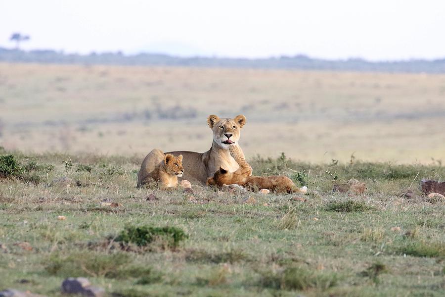 Lion with cubs Mother's Love Photograph by Debbie Blackman - Fine Art ...