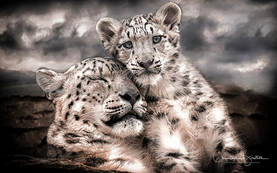 Animal Photograph - Mothers love in the clouds by Chris Boulton