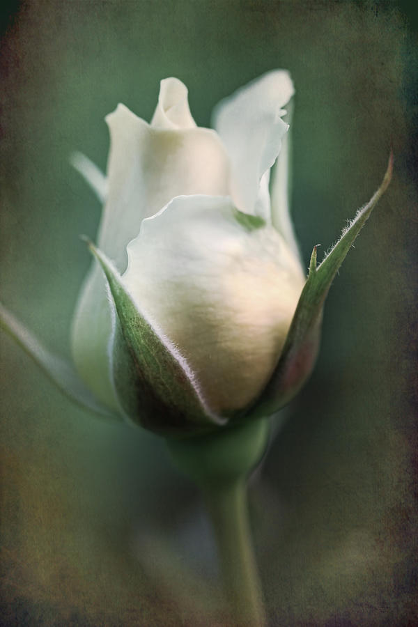 Ivory Peach Pastel Rose Flower Photograph by Jennie Marie Schell