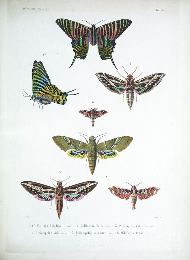 moths of Cube 1838 t1 Photograph by Historic illustrations