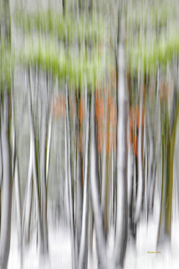 Motion Blur Trees Photograph by Christina Rollo