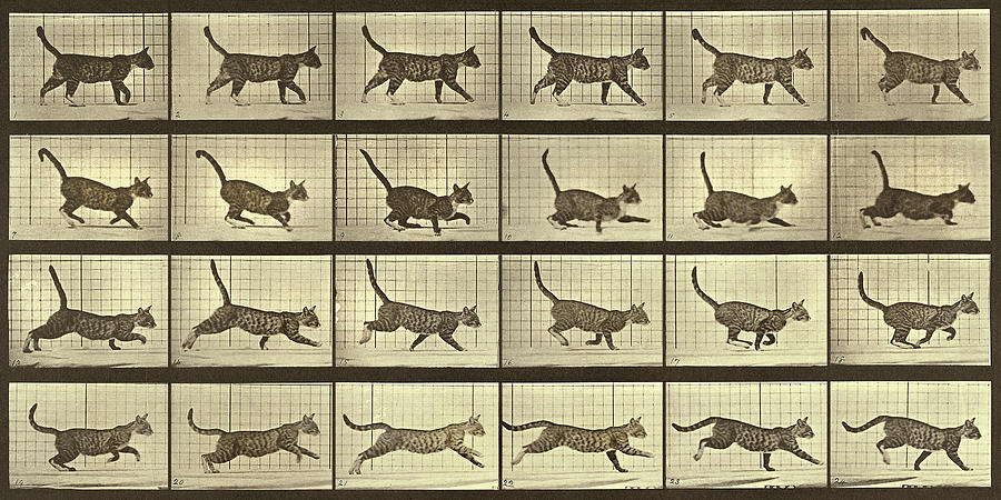 Motion Study, Running Cat Photograph by Eadweard J Muybridge