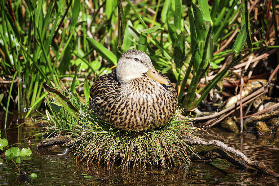 Mottled Duck on Nest Photograph by Fran Gallogly