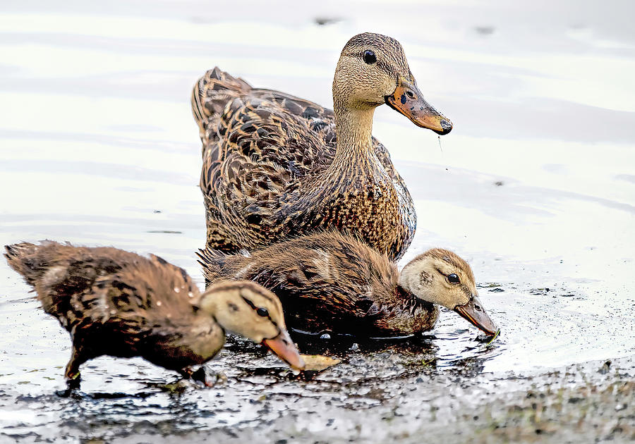 Mottled Duck With Chicks 2902 Photograph