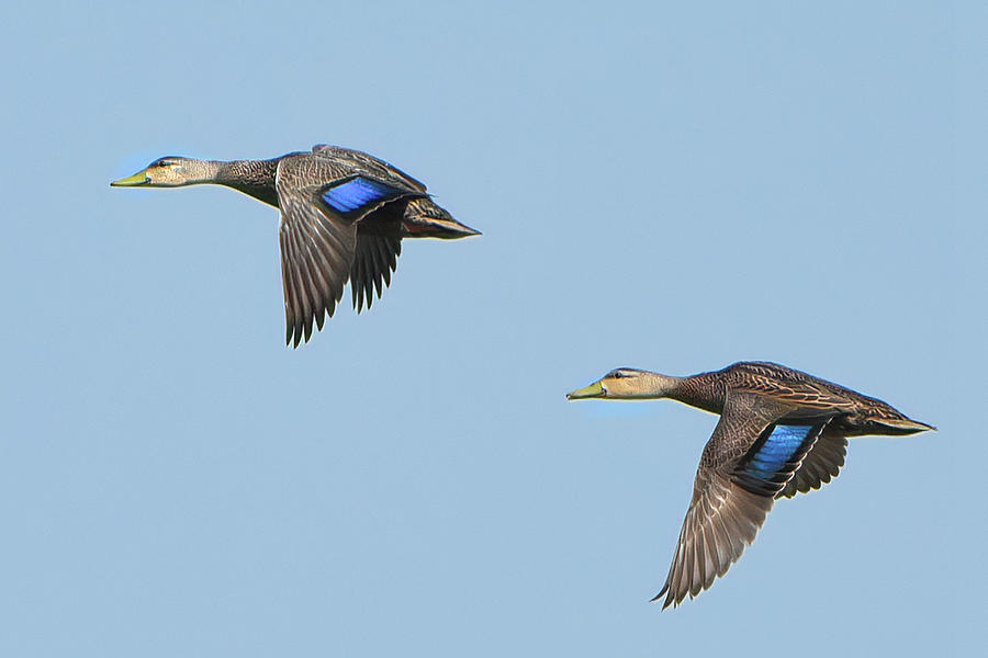 Mottled Ducks Flight Photograph by Jerry Griffin