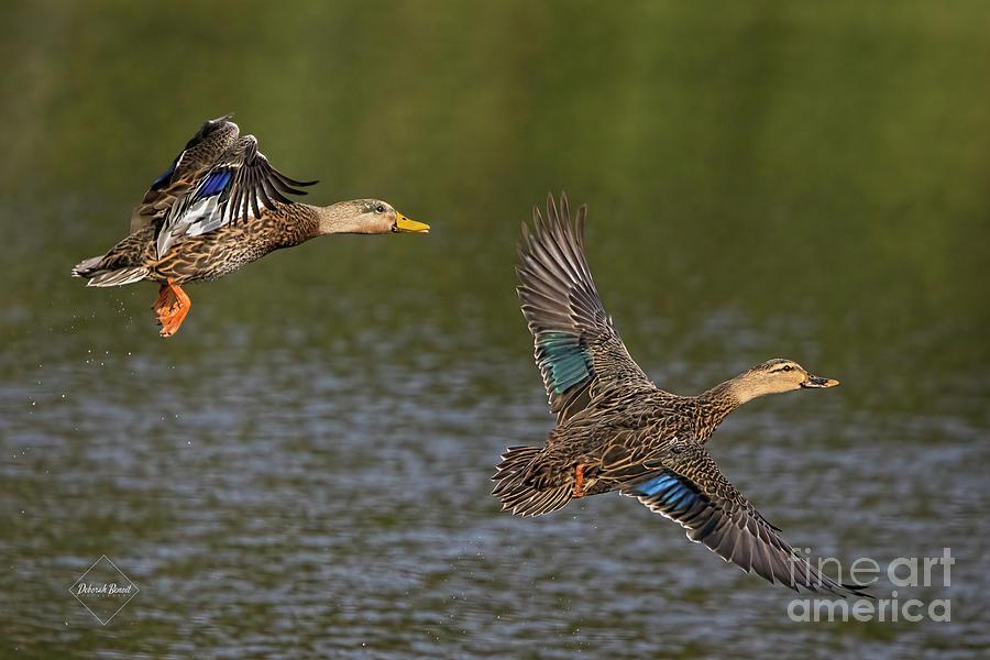Mottled Ducks In Flight Photograph