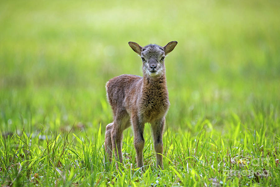 Mouflon Lamb In Meadow Photograph
