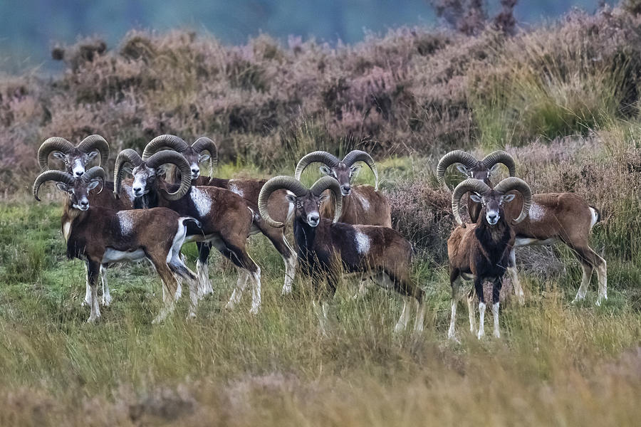 Mouflons, De Hoge Veluwe National Park, Netherlands Photograph by Manuel ROMARIS Mouflons, De Hoge Veluwe National Park, Netherlands Photograph by Manuel ROMARIS