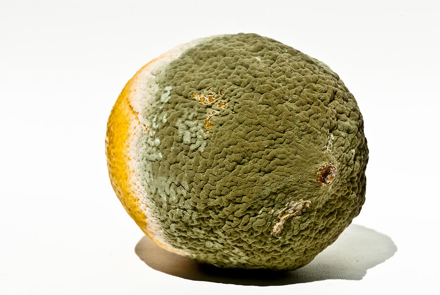 Mouldy fruit Photograph by Christiane Zwerg