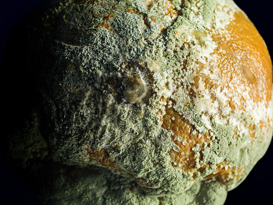 Mouldy orange, close up Photograph by Jonathan Knowles