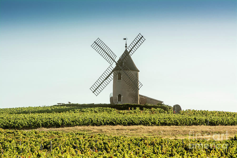 Moulin a Vent Beaujolais vineyard, Romaneche Thorins, Saone et Loire ...