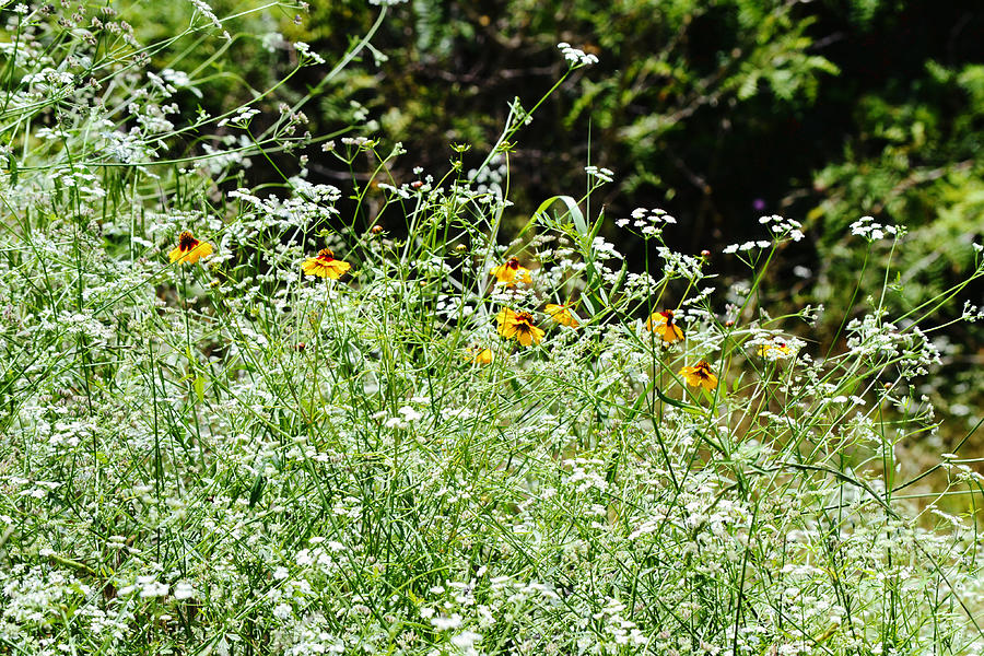 Mound Of White Flowers And A Sprinkle Of Coreopsis Photograph