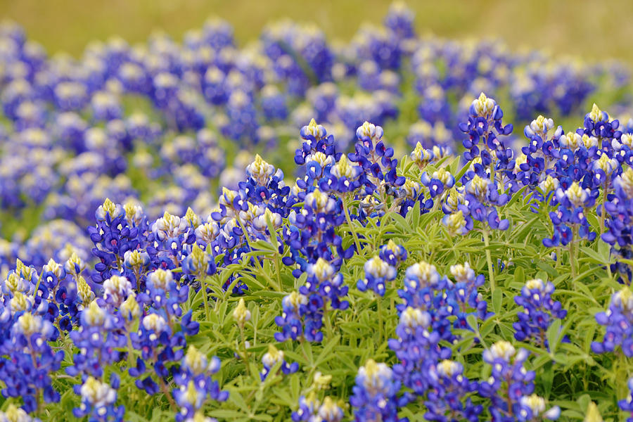 Mounds of Texas Bluebonnet Flowers Photograph by Gaby Ethington - Pixels