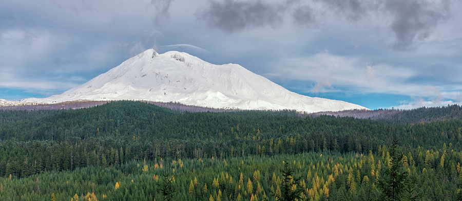 Mount Adams in a Sea of Trees Photograph by Loree Johnson