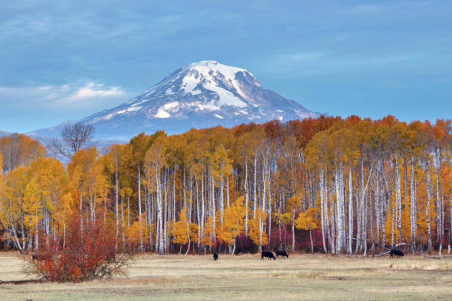 Mount Adams in fall Photograph by Lynn Hopwood