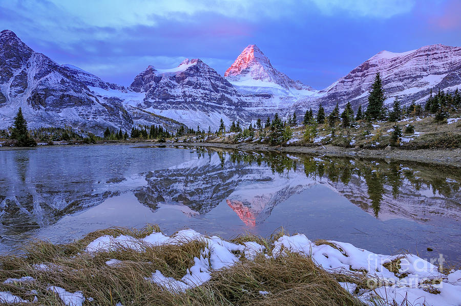 Mount Assiniboine reflected in tarn Photograph by Michael Wheatley