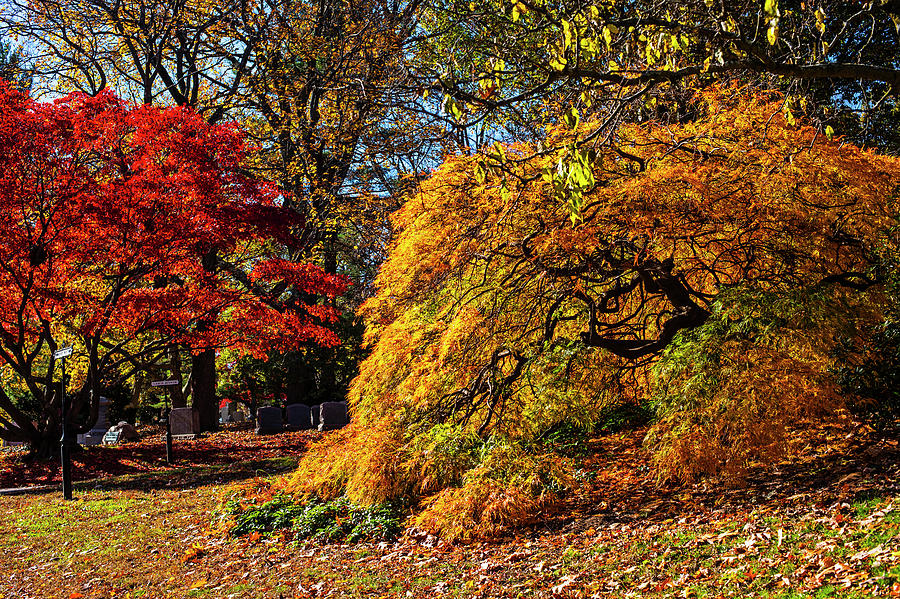 Mount Auburn Cemetery Fall Foliage Japanese Maple Tree Photograph by Toby McGuire