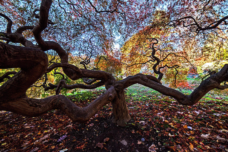 Mount Auburn Cemetery Japanese Maple Tree Fall Foliage Cambridge MA Sunrise Crazy Branches Photograph by Toby McGuire