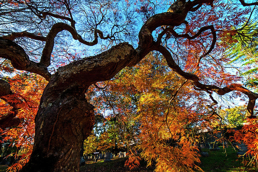Mount Auburn Cemetery Japanese Maple Tree Fall Foliage Cambridge MA Sunrise Reaching for the Sky Photograph by Toby McGuire