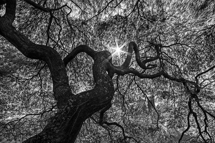 Mount Auburn Cemetery Japanese Maple Tree Fall Foliage Cambridge MA Sunrise Reaching for the Sun BW Photograph by Toby McGuire