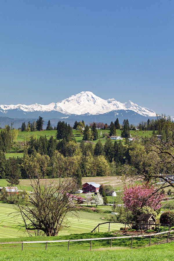 Mount Baker from Abbotsford BC Farmland Photograph by Michael Russell