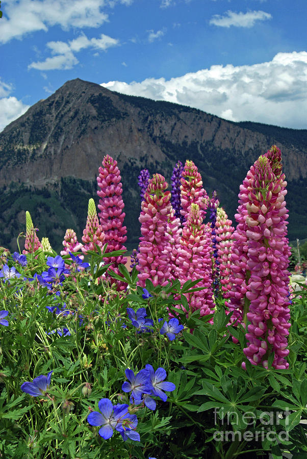 Mount Crested Butte, Colorado Photograph by Steffani GreenLeaf