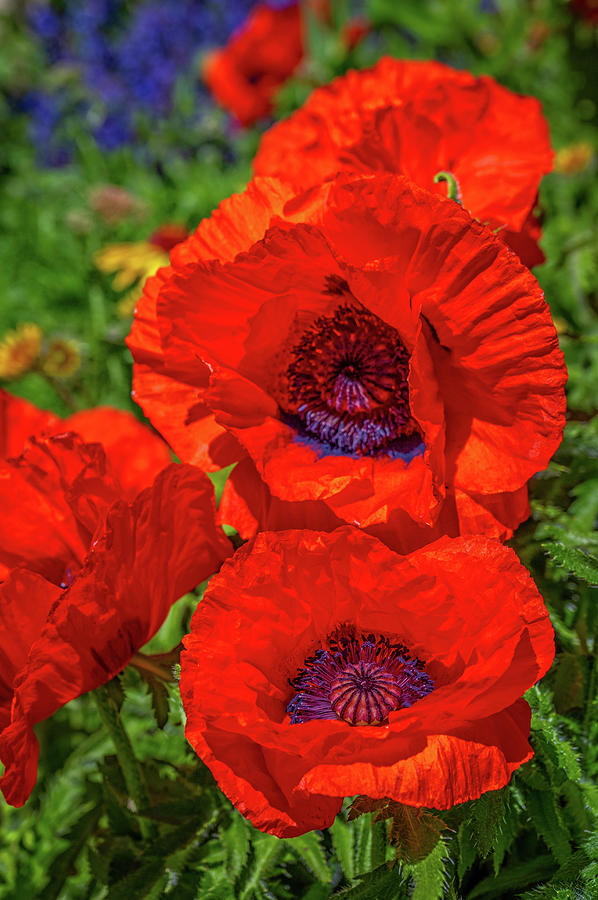 Mount Crested Butte Poppies Photograph by Lynn Bauer