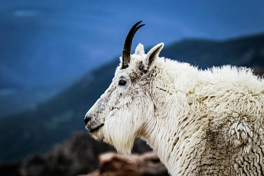 Animal Photograph - Mount Evans Goat by Kamie Stephen Animal Photograph - Mount Evans Goat by Kamie Stephen