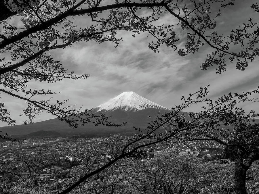 Mount Fuji Framed by Cherry Blossoms during Spring in Japan Photograph by Pak Hong