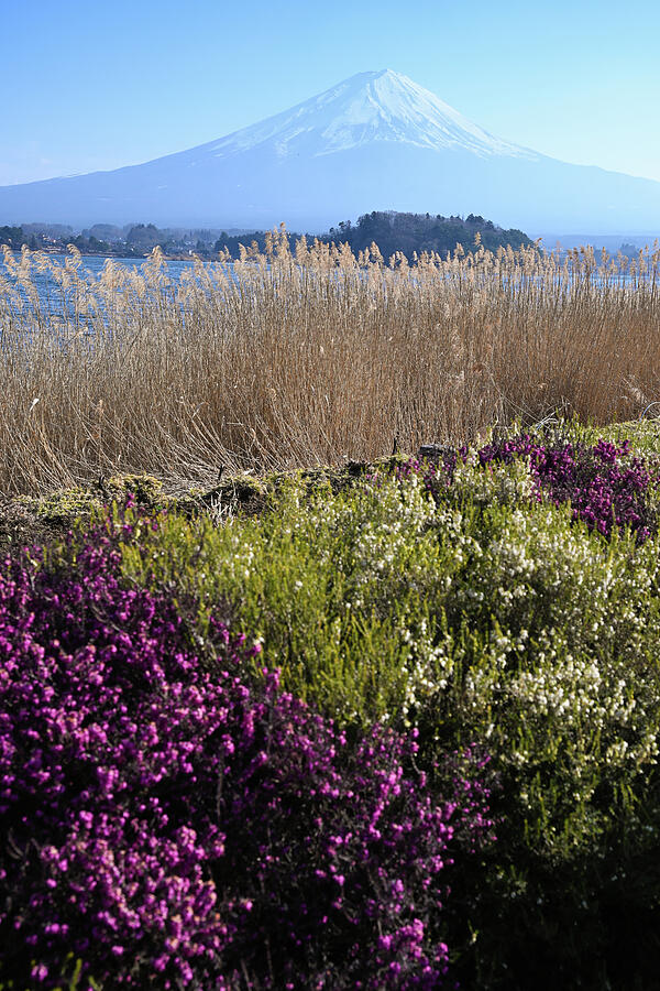Mount Fuji in Spring - Colors of Kawaguchiko Photograph by Matthias Hauser Mount Fuji in Spring - Colors of Kawaguchiko Photograph by Matthias Hauser