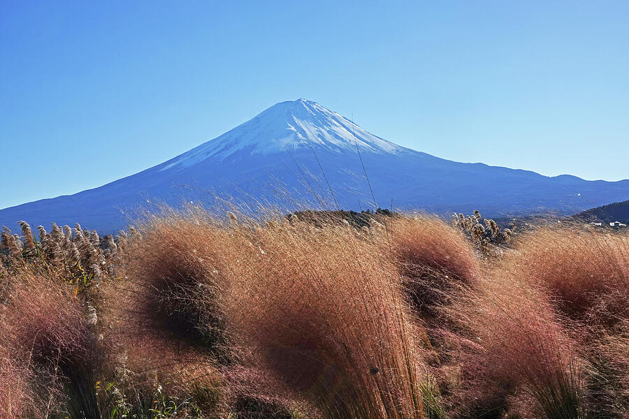 Mount Fuji surrounded by a Field of Tall Grass Arakurayama Sengen Park Photograph by Toby McGuire Mount Fuji surrounded by a Field of Tall Grass Arakurayama Sengen Park Photograph by Toby McGuire