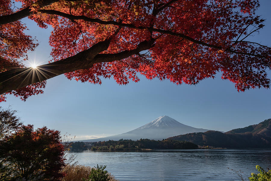 Mount Fuji with a red maple tree in the foreground Photograph by Anges Van der Logt