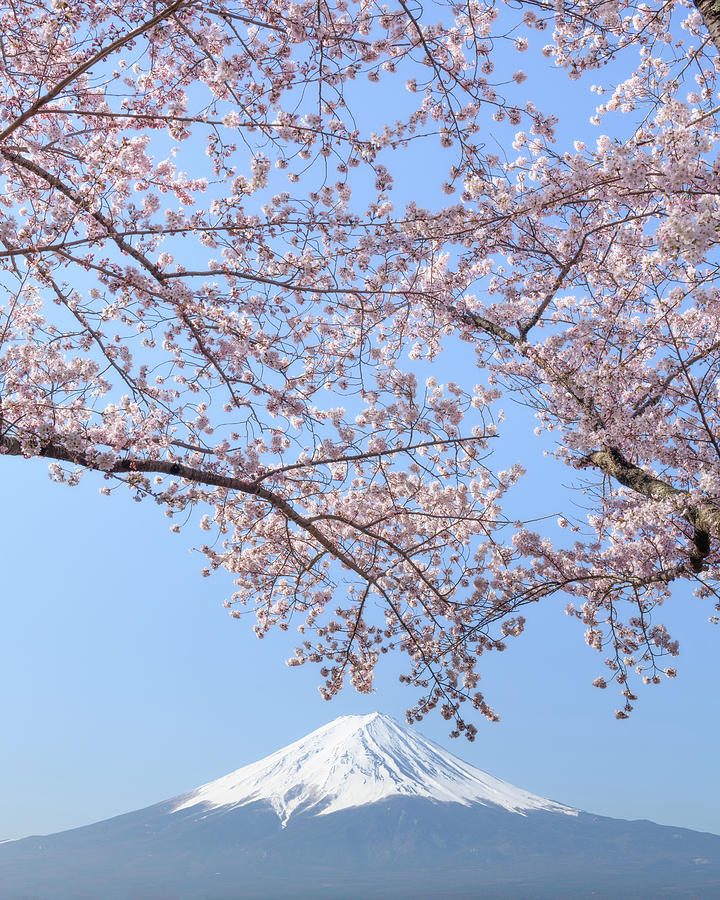 Mount Fuji with Cherry blossoms in Kawaguchiko, Japan 3 Photograph by ...