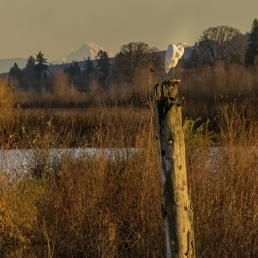 Mount Hood and Egret Photograph by Jean Noren