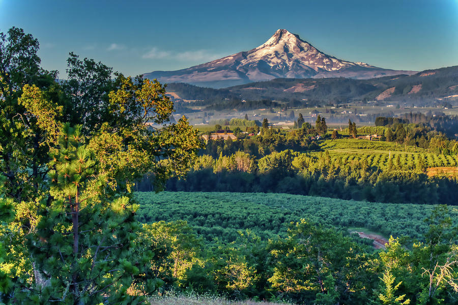 Mount Hood at dawn Photograph by Darel Grauberger | Fine Art America