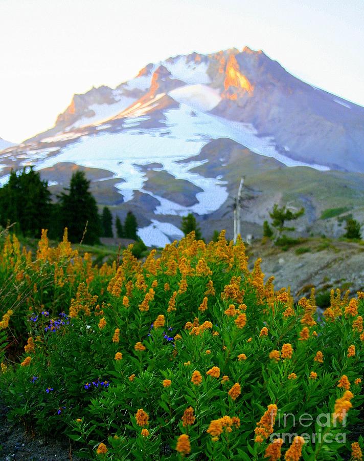 Flower Photograph - Mount Hood by Debra Kaye McKrill