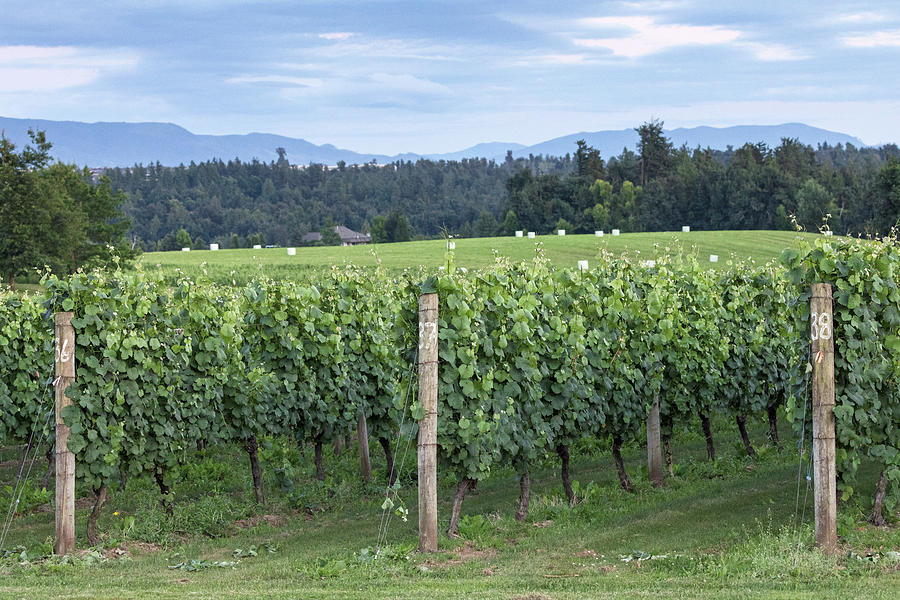  Mount Lehman Winery Grape Vines Photograph by Michael Russell