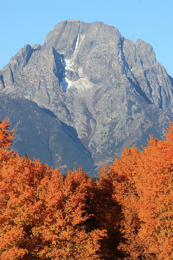 Mount Moran Fall Colors Photograph by Dan Sproul