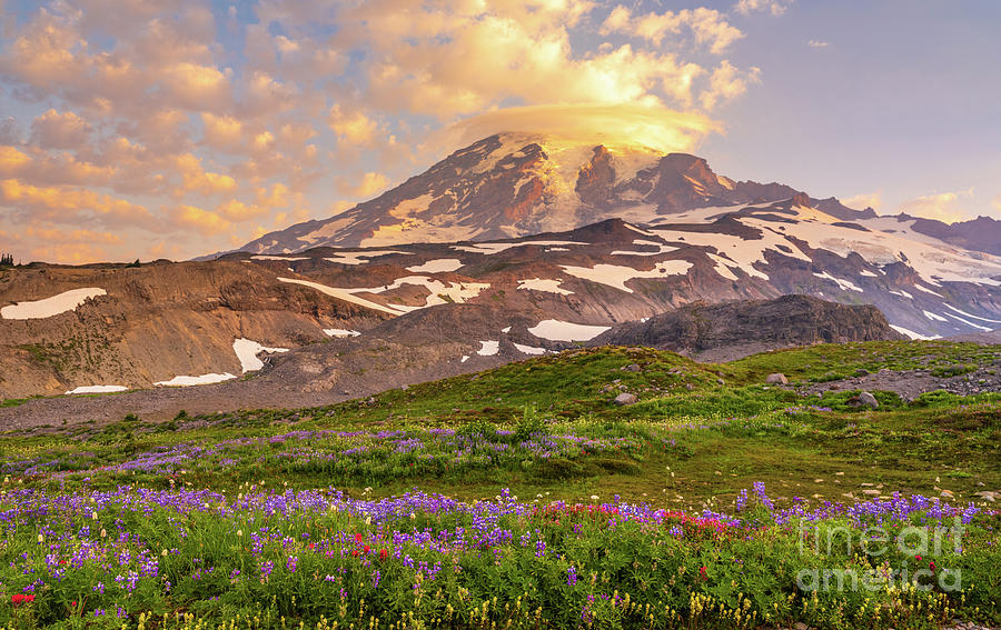 Mount Rainier Along The Flower Trails Photograph