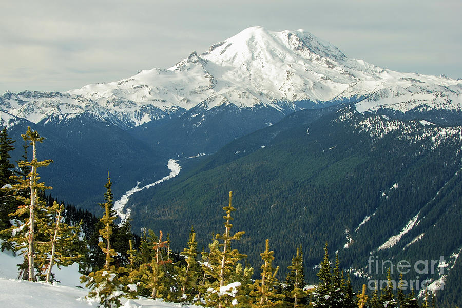 Tree Photograph - Mount Rainier and White River View from Crystal Mountain by Nancy Gleason