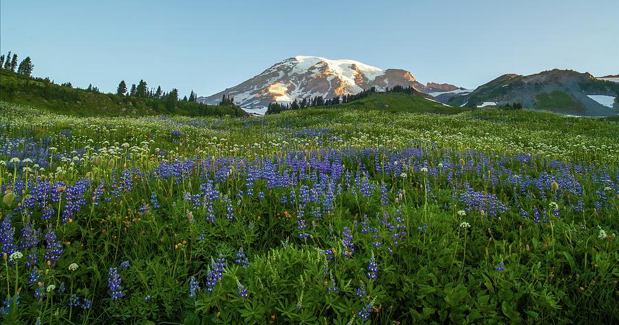 Landscape Photograph - Mount Rainier Brilliant Meadow by Mike Reid