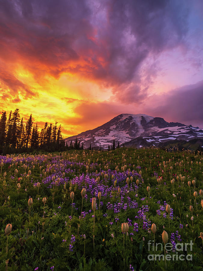Mount Rainier Fiery Skies Wildflowers Photograph