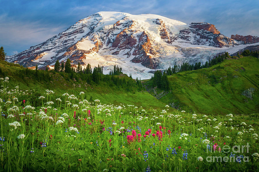 Mount Rainier Flower Meadow Photograph by Inge Johnsson